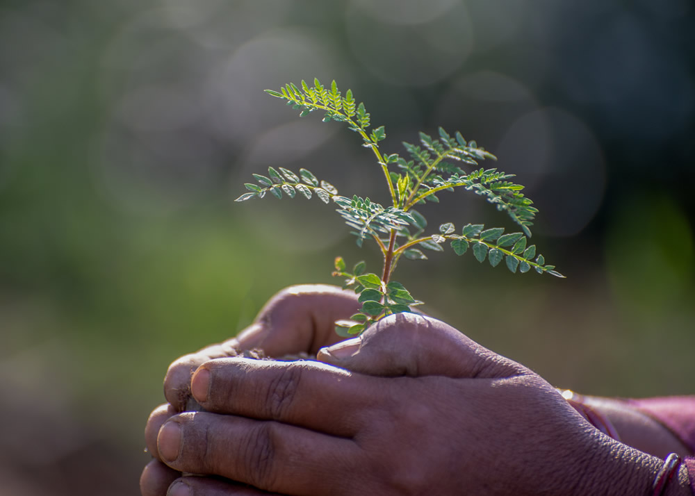 My Journey With Trees: Fascinating Photo Series By Dakshina Murthy